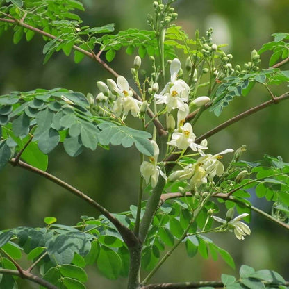 Drumstick Moringa Oleifera Seeds