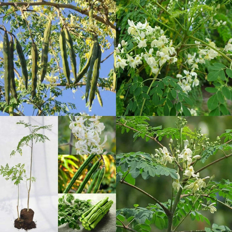 Drumstick Moringa Oleifera Seeds