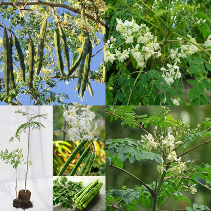 Drumstick Moringa Oleifera Seeds