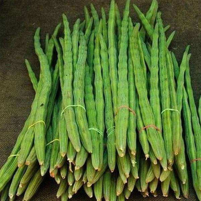 Drumstick Seeds - Vegetable Plant for Home Gardens