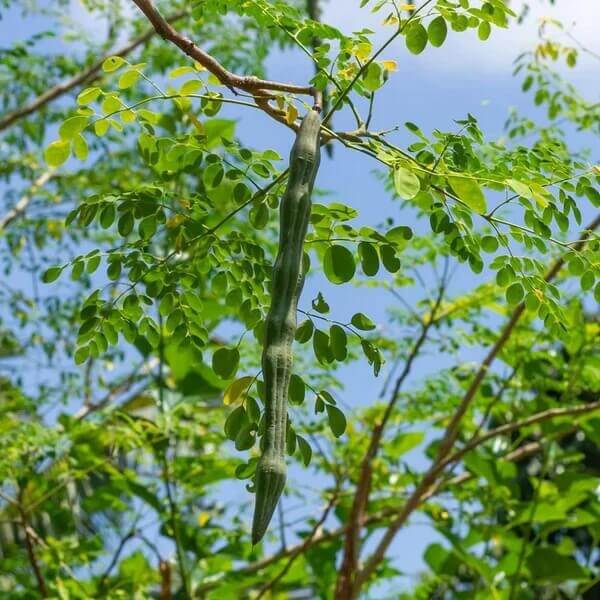 Drumstick Tree Seeds 