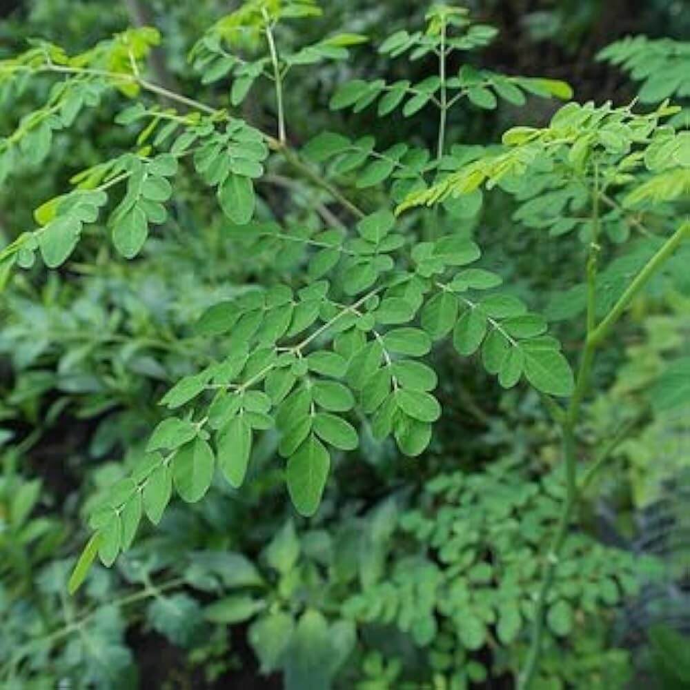 Drumstick Tree Seeds 
