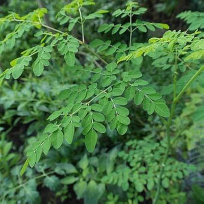 Drumstick Tree Seeds 