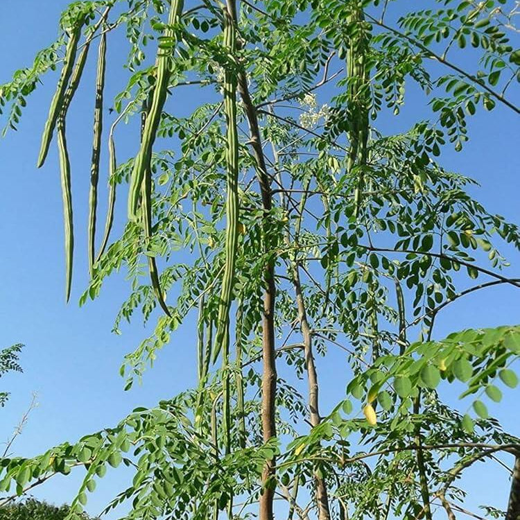 Drumstick Tree Seeds 