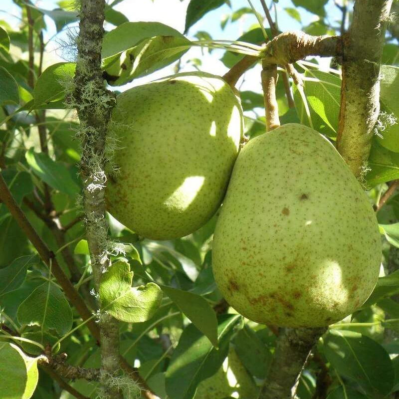 Duchess Pear Seeds