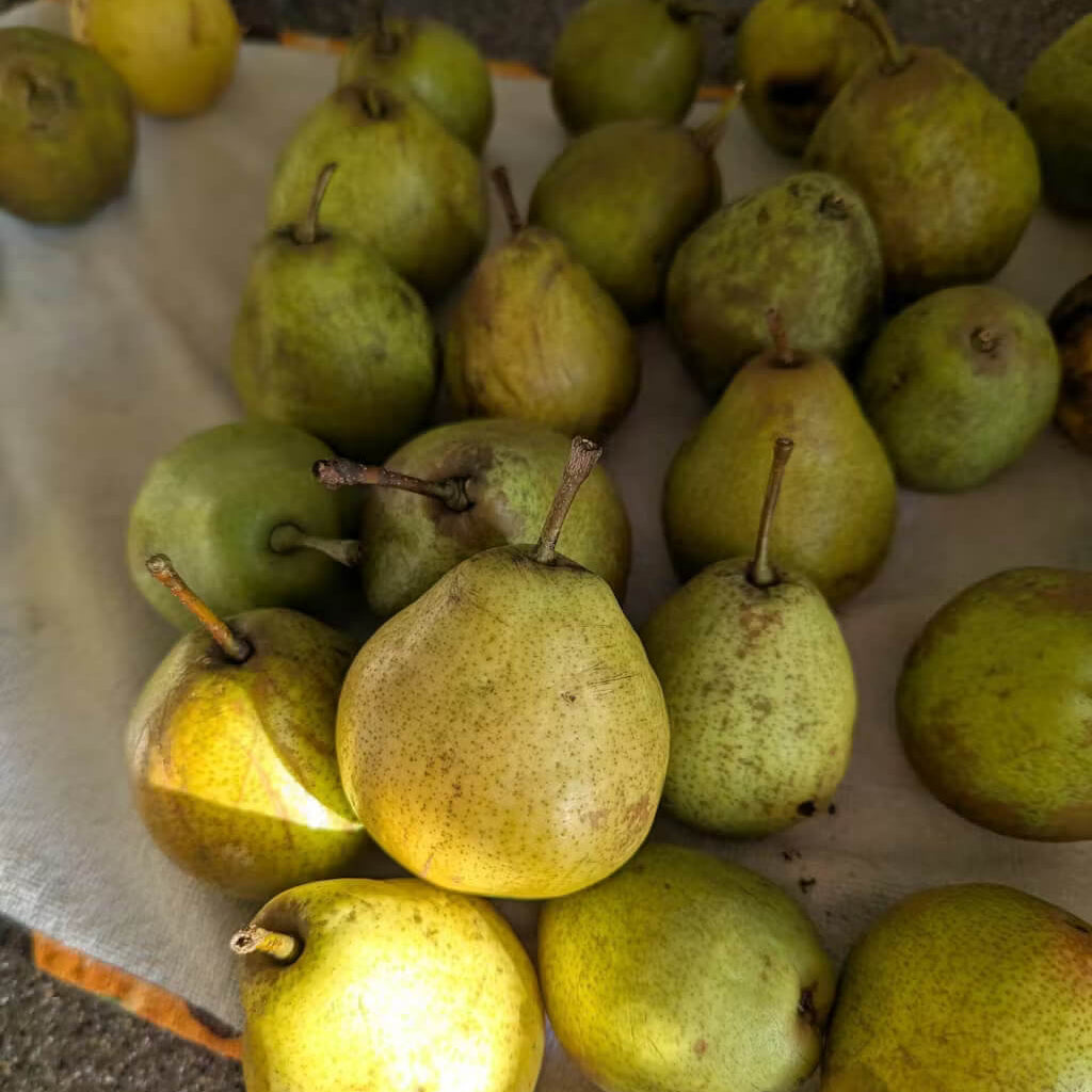 Duchess Pear Seeds