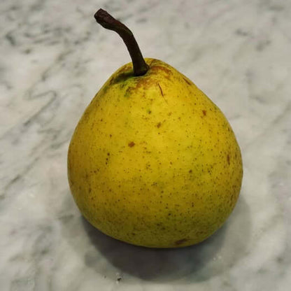 Duchess Pear Seeds
