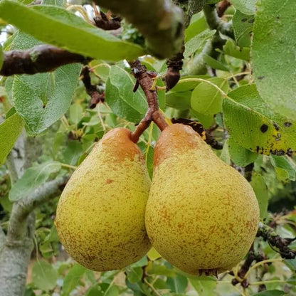Duchess Pear Seeds