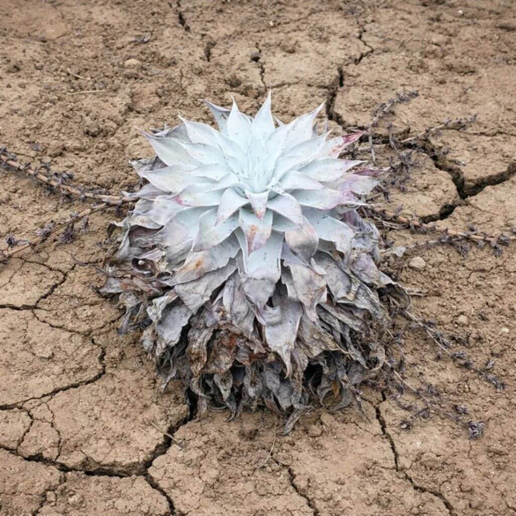 Dudleya Seeds - Succulent Plant Seeds for Home Gardens