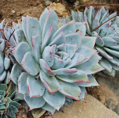 Dudleya Seeds - Succulent Plant Seeds for Home Gardens