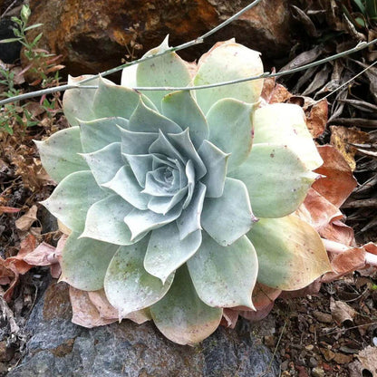 Dudleya Seeds - Succulent Plant Seeds for Home Gardens