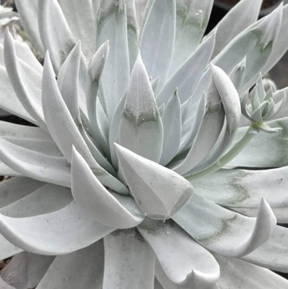 Dudleya Seeds - Succulent Plant Seeds for Home Gardens