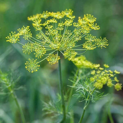 Dukat Dill Seeds - Heirloom Vegetable Plant for Home Gardens 