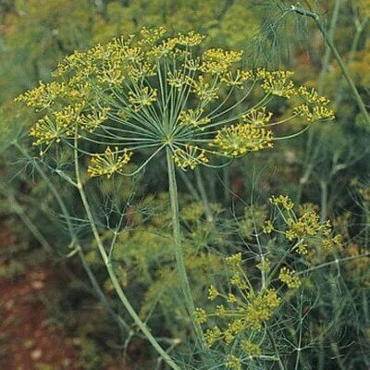 Dukat Dill Seeds - Heirloom Vegetable Plant for Home Gardens 