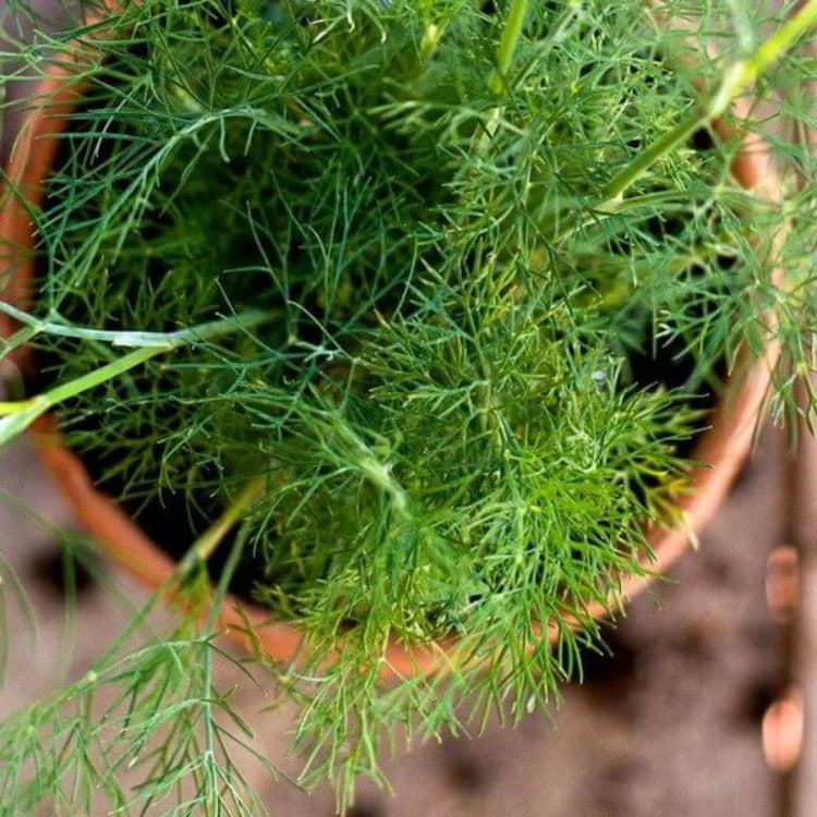 Dukat Dill Seeds - Heirloom Vegetable Plant for Home Gardens 