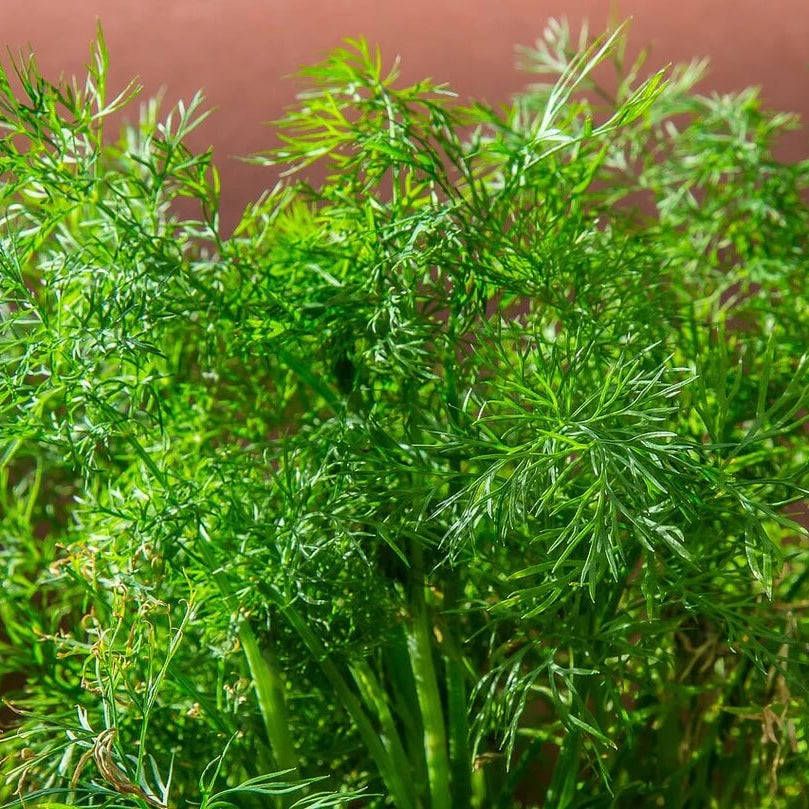 Dukat Strain Dill Seeds