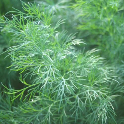 Dukat Strain Dill Seeds