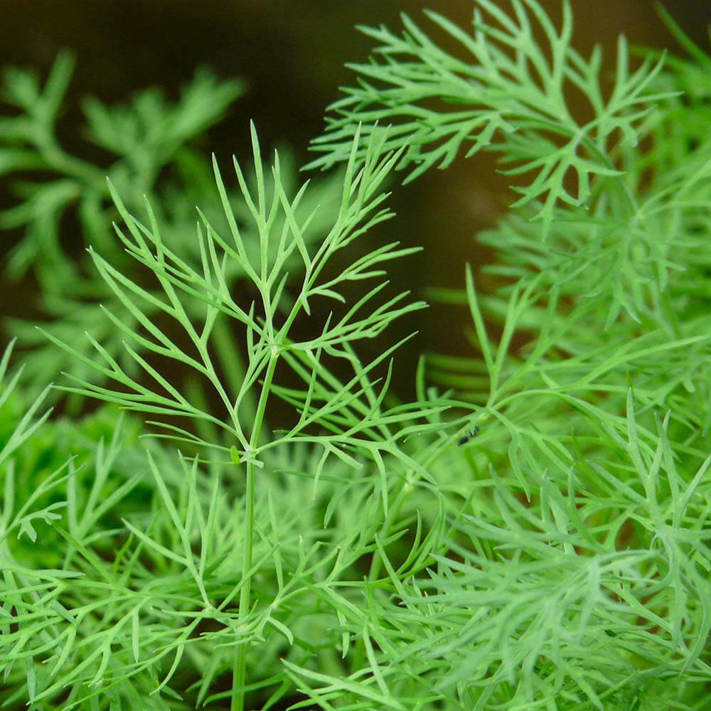 Dukat Strain Dill Seeds