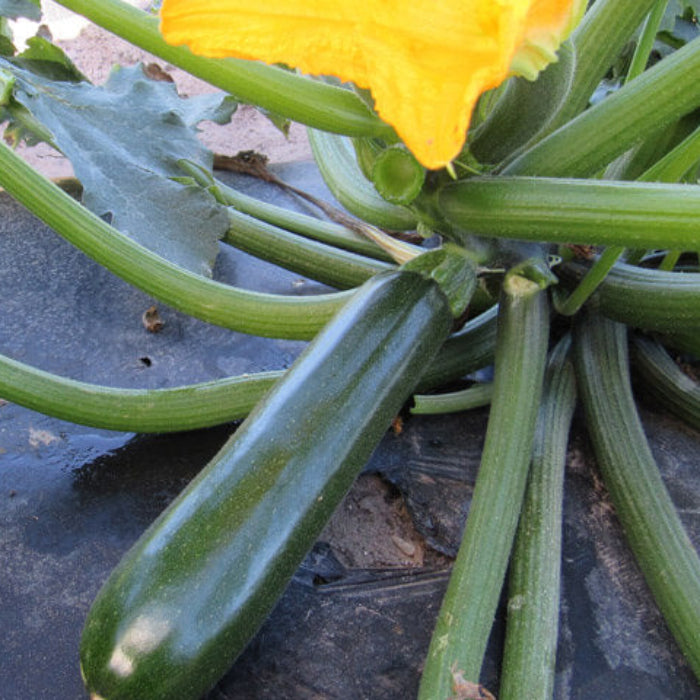 Dunja zucchini seeds - Vegetable Plant