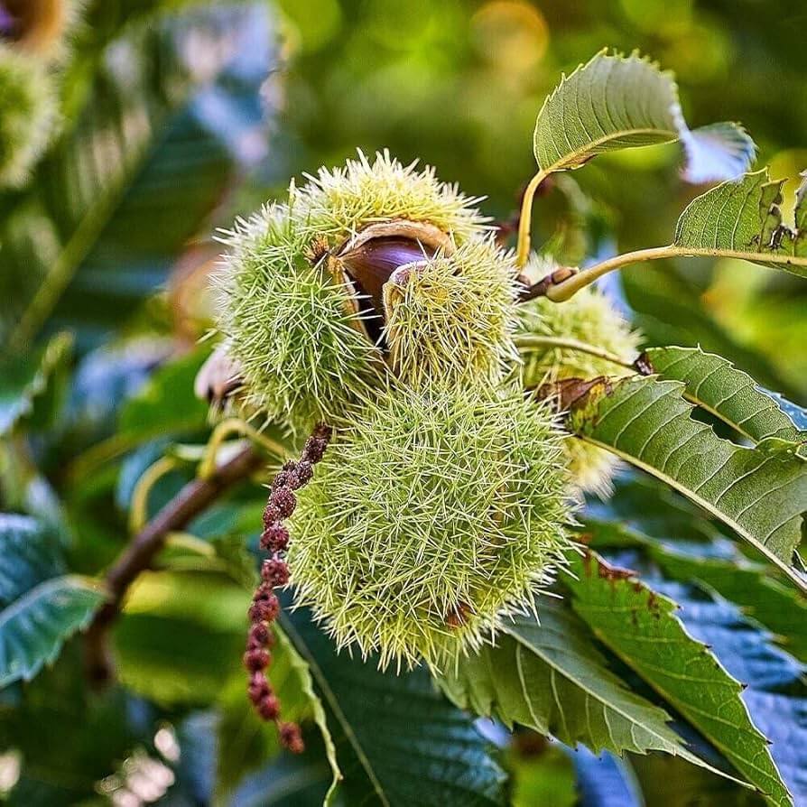 Dunstan Chestnut Seeds - Fruit Plant 