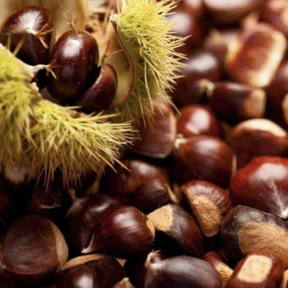 Dunstan Chestnut Seeds - Fruit Plant 