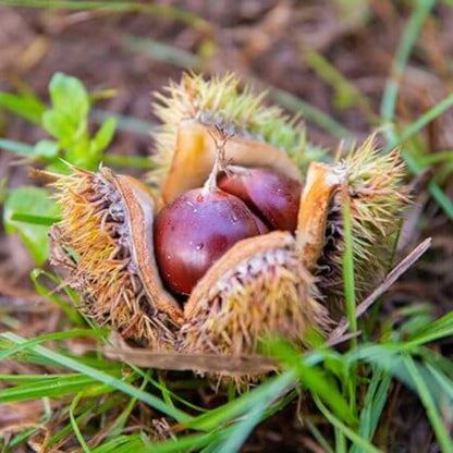 Dunstan Chestnut Seeds - Fruit Plant 
