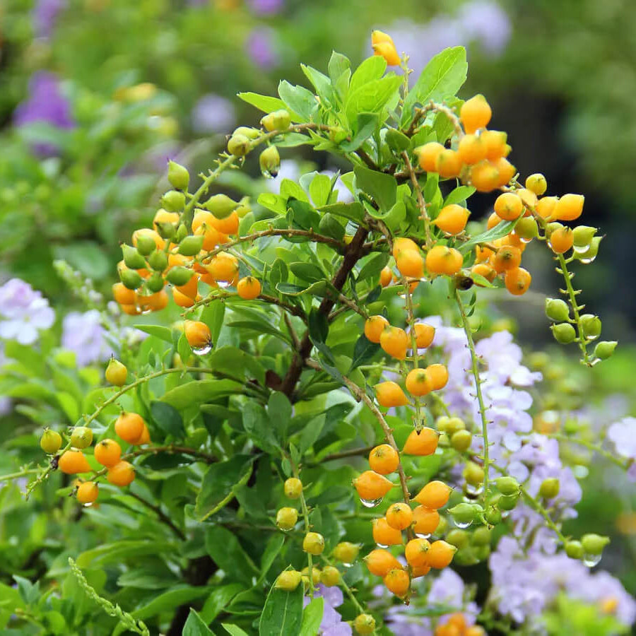 Duranta Seeds 