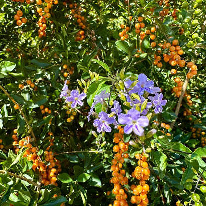 Duranta Seeds 