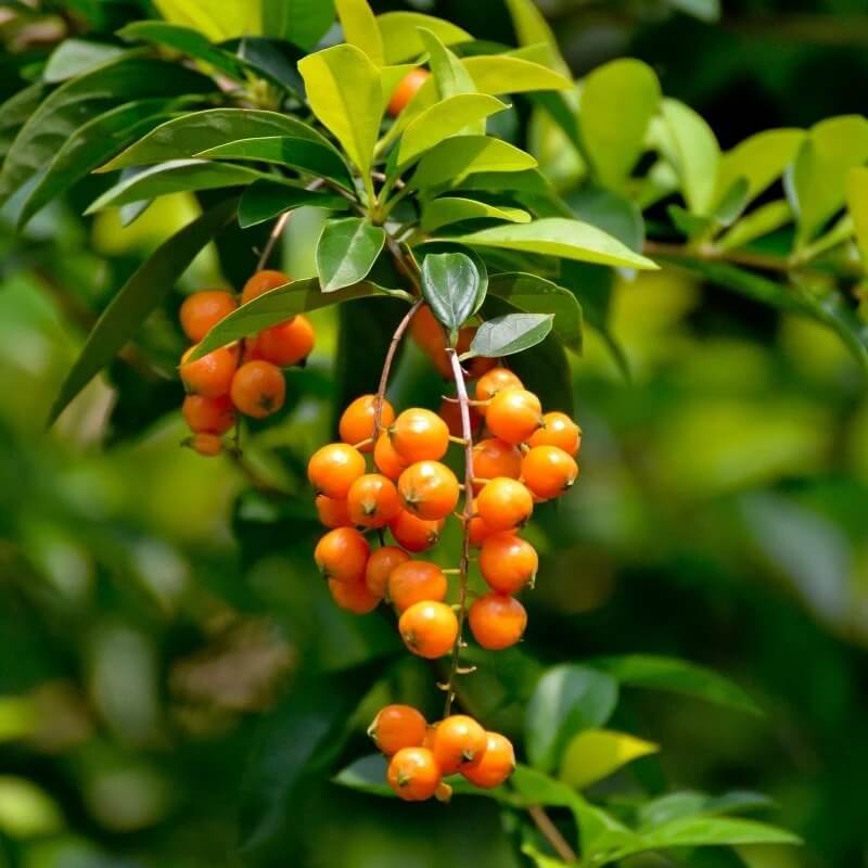 Duranta Seeds 