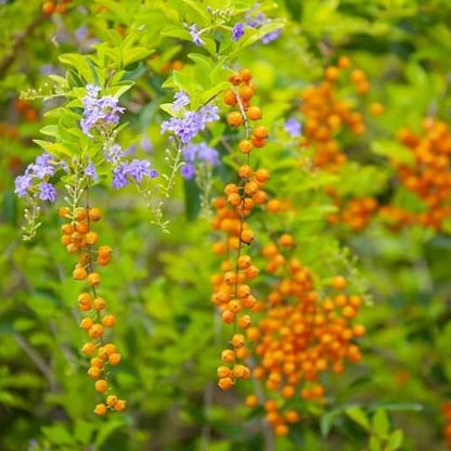 Duranta Seeds 