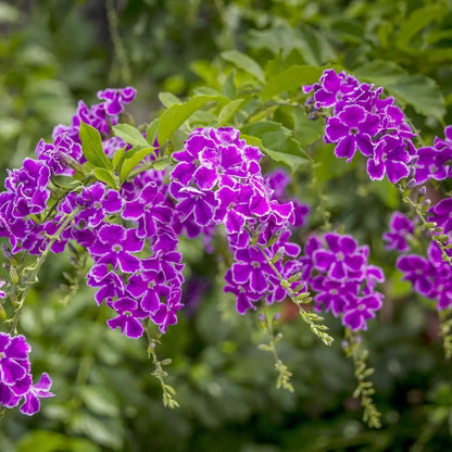 Duranta Seeds - Heirloom Flower Plant for Home Gardens