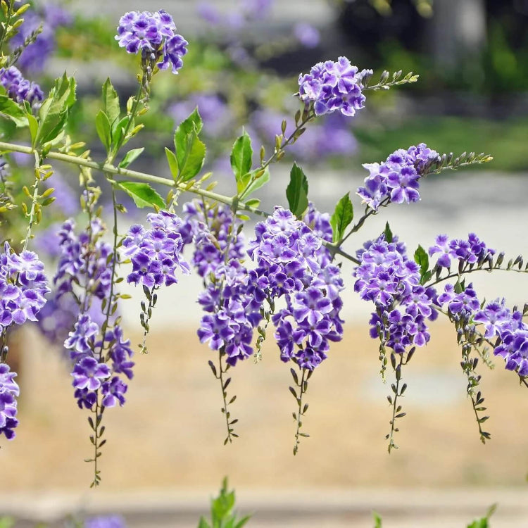 Duranta Seeds - Heirloom Flower Plant for Home Gardens