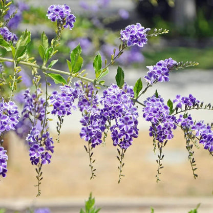 Duranta Seeds - Heirloom Flower Plant for Home Gardens