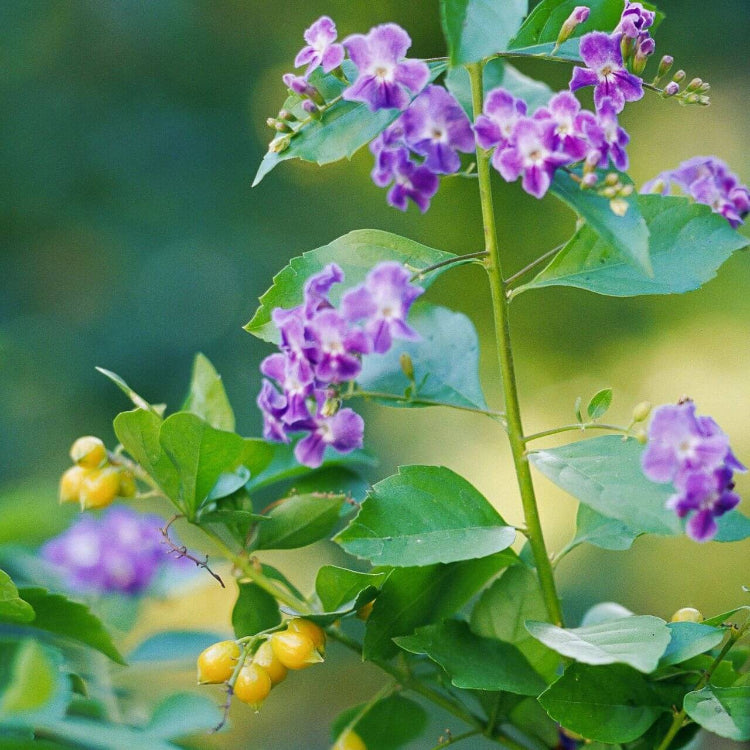 Duranta Seeds - Heirloom Flower Plant for Home Gardens