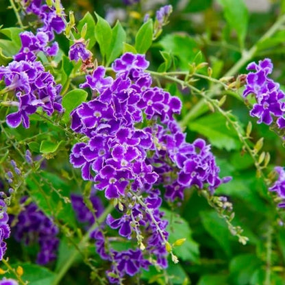 Duranta Seeds - Heirloom Flower Plant for Home Gardens