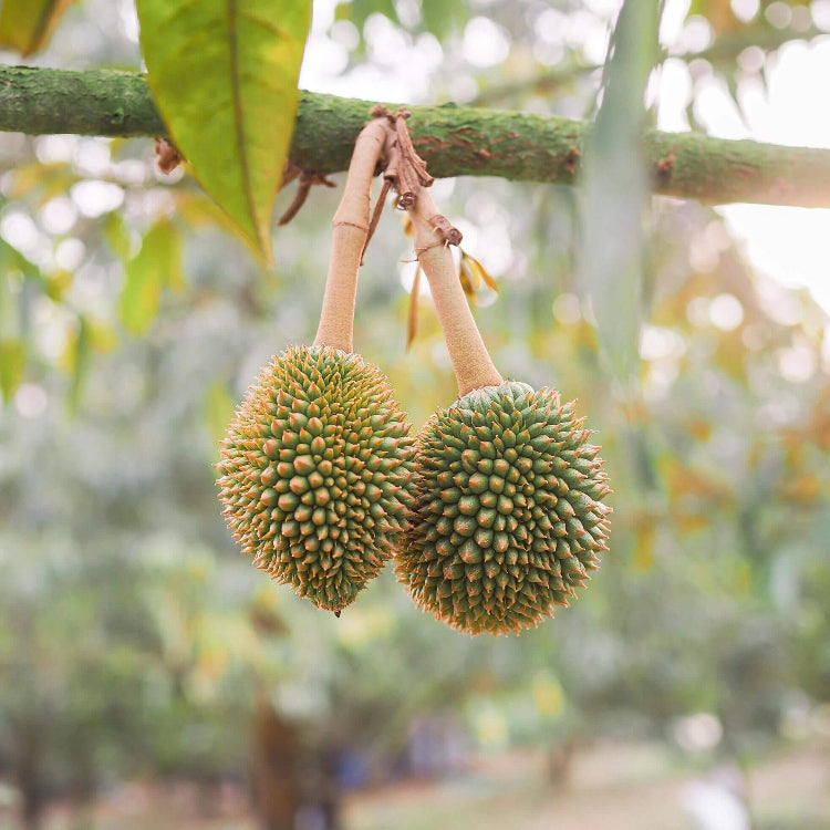 Durian Fruit Seeds - Tropical Plant Seeds for Home Gardens