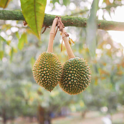 Durian Fruit Seeds - Tropical Plant Seeds for Home Gardens