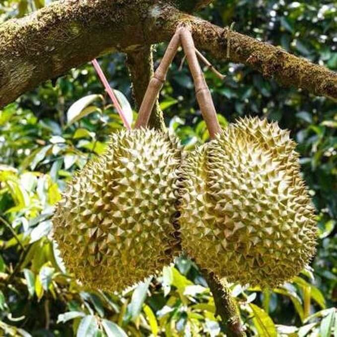 Durian Monthong Seeds 