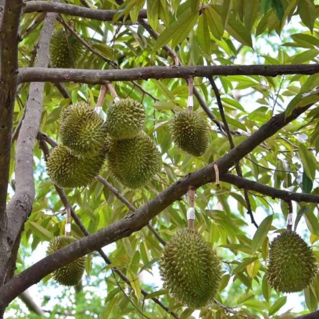 Durian Monthong Seeds 