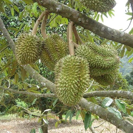 Durian Monthong Seeds 