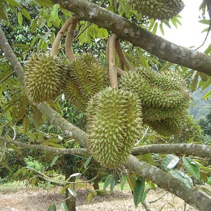 Durian Monthong Seeds 