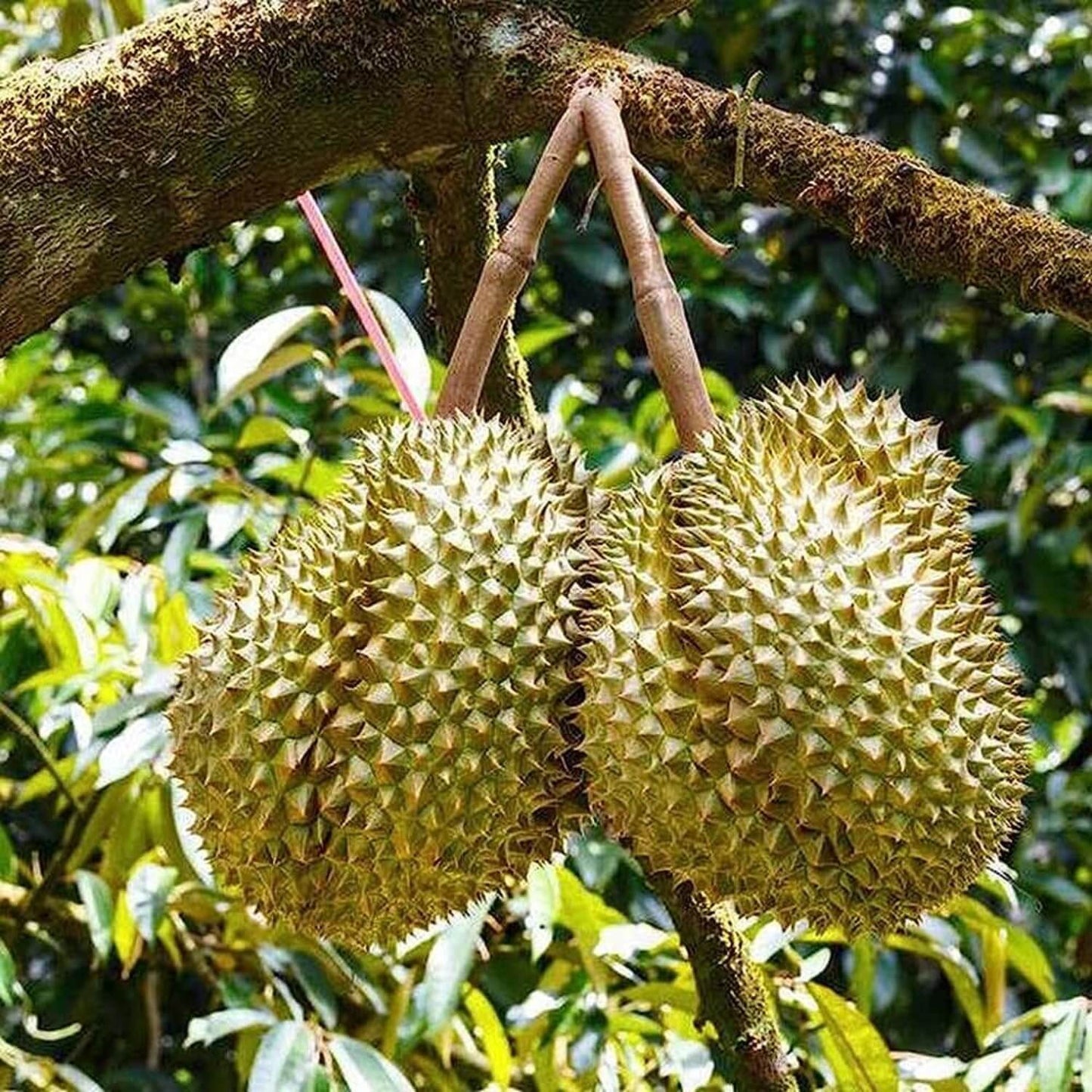 Durian Seeds - Fruit Plant for Home Gardens