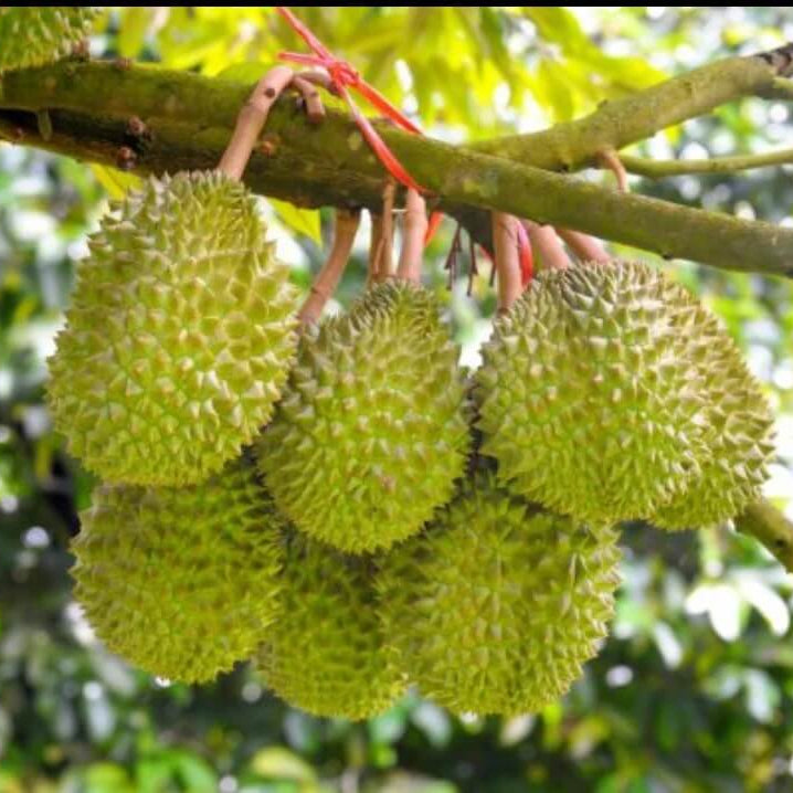 Durian Seeds - Fruit Plant for Home Gardens