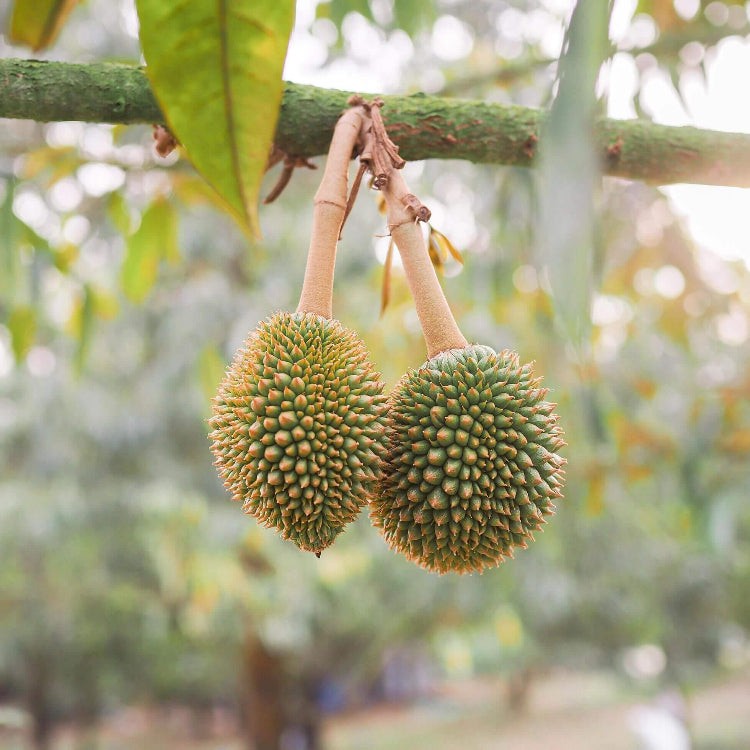 Durian Seeds For Planting - Tropical Plant Seeds for Home Gardens