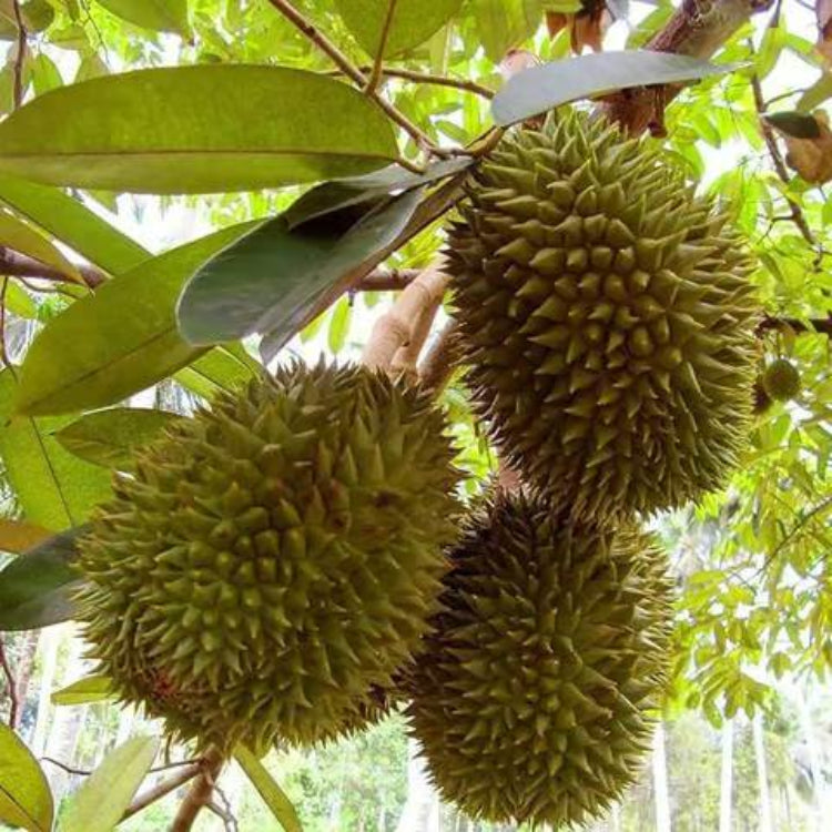 Durian Seeds For Planting - Tropical Plant Seeds for Home Gardens