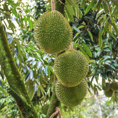 Durian Seeds For Planting - Tropical Plant Seeds for Home Gardens
