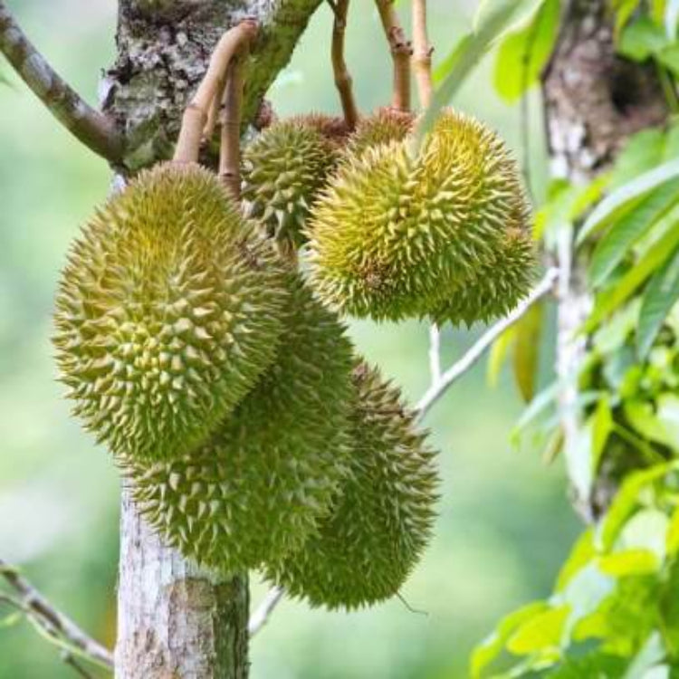Durian Seeds For Planting - Tropical Plant Seeds for Home Gardens