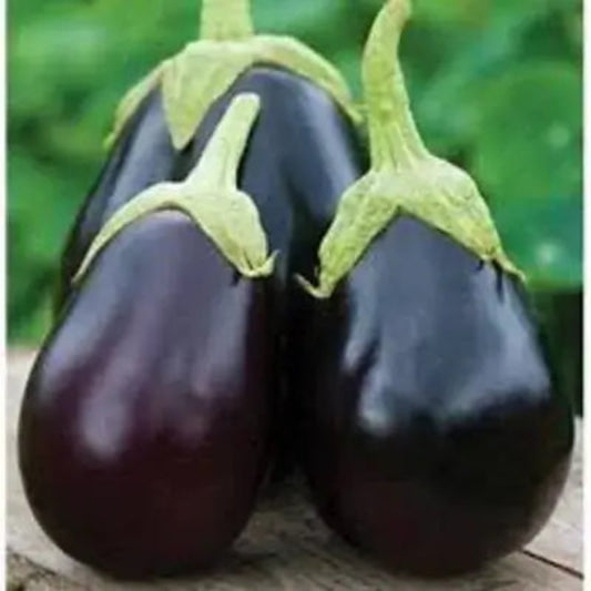 Dusky Eggplant Seeds - Heirloom Vegetable Plant for Home Gardens