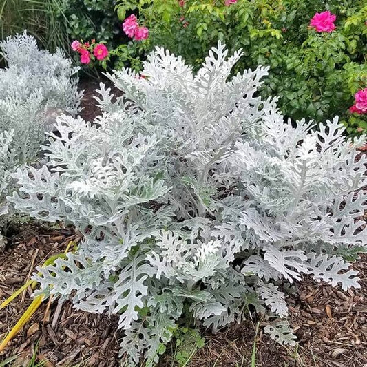 Dusty Miller Seeds
