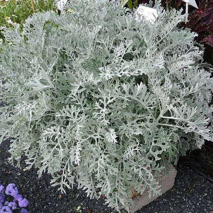 Dusty Miller Seeds